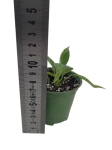 Philodendron Lime Fiddle / Camouflage  - S