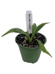 Philodendron Lime Fiddle / Camouflage  - S