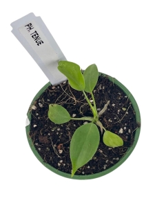 Philodendron tenue - S