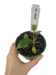 Philodendron tenue S