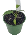 Philodendron tenue S