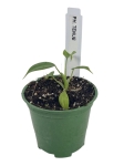 Philodendron tenue S