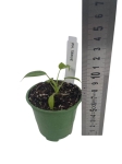 Philodendron tenue S