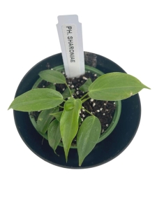 Philodendron sharoniae - S 