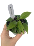 Philodendron sharoniae - S