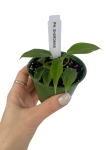 Philodendron sharoniae - S