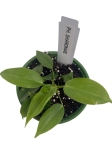Philodendron sharoniae - S