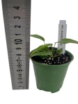 Philodendron sharoniae - S