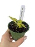Philodendron Ring Of Fire Gold- XS