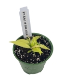 Philodendron Ring Of Fire Gold- XS