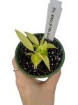 Philodendron Ring Of Fire Gold- XS