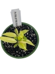 Philodendron Ring Of Fire Gold- XS