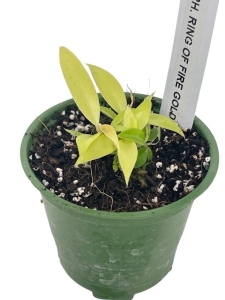 Philodendron Ring Of Fire Gold- XS