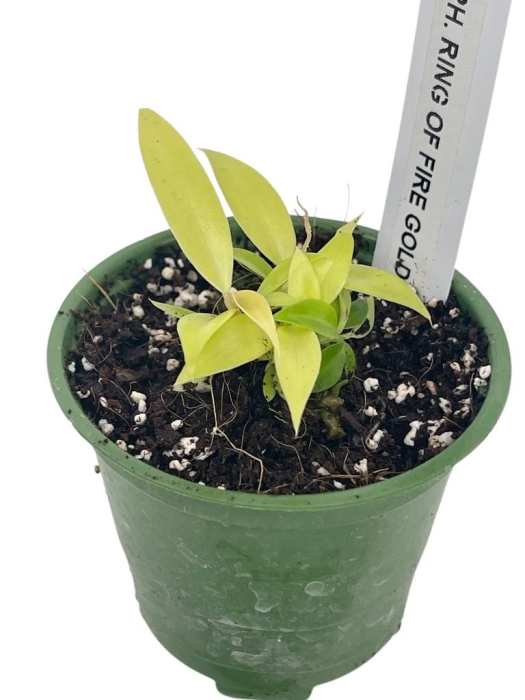 Philodendron Ring Of Fire Gold- XS