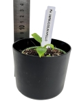 Philodendron Verrucosum Apollo - XS
