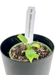 Philodendron Verrucosum Apollo - XS