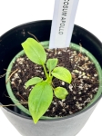 Philodendron Verrucosum Apollo - XS