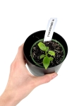 Philodendron Verrucosum Apollo - XS