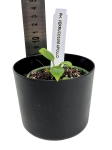 Philodendron Verrucosum Apollo - XS