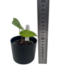 Alocasia scalprum variegata - S