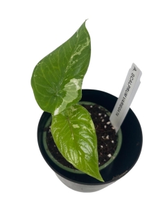 Alocasia scalprum variegata - S