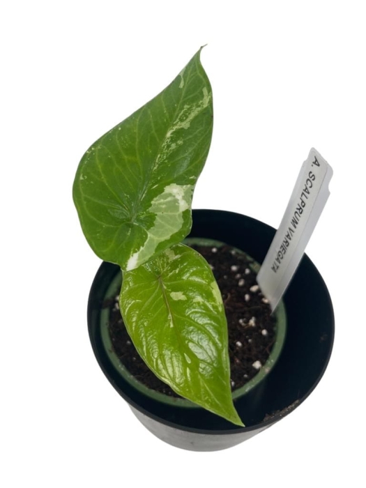 Alocasia scalprum variegata - S