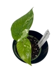 Alocasia scalprum variegata - S