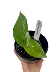 Alocasia scalprum variegata - S