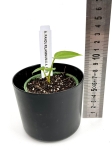 Anthurium pandurilamina x Anthurium magnificum - XS