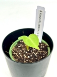 Anthurium pandurilamina x Anthurium magnificum - XS