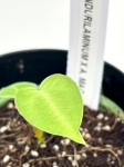 Anthurium pandurilamina x Anthurium magnificum - XS