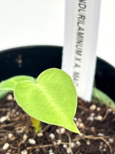 Anthurium pandurilaminum x Anthurium magnificum - XS