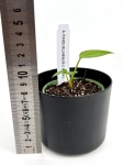 Anthurium pandurilamina x Anthurium magnificum - XS
