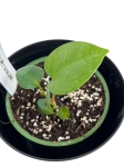 Anthurium waterburyanum - S