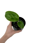 Maranta cristata - S
