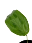 Maranta cristata - S