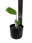 Maranta cristata - S
