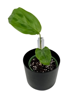 Maranta cristata - S