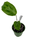 Maranta cristata - S