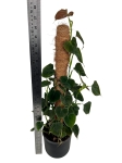 Philodendron lupinum - matecznik