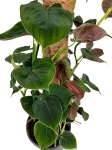 Philodendron lupinum - matecznik