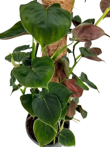 Philodendron lupinum - cięty węzeł