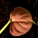 Philodendron lupinum - cięty węzeł