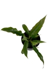 Philodendron narrow leaf - M