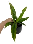 Philodendron narrow leaf - M