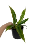 Philodendron narrow leaf - M