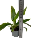 Philodendron narrow leaf - M