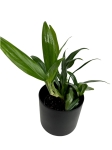 Epipremnum amplissimum 'Silver' - M