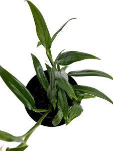 Epipremnum amplissimum 'Silver' - M