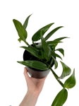 Epipremnum amplissimum 'Silver' - M
